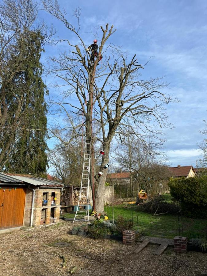 Artisan du Vert - Elagage d'arbres